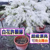 白花許願藤🟡矮化盆栽🟡〈急速出貨〉已會開花 紫色錫葉藤 錫葉藤 樹紫藤 日本紫藤 樹苗 果苗  矮生盆栽 矮化盆栽