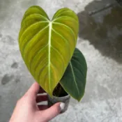 《鹿邊攤》花葉交絨葉蔓綠絨