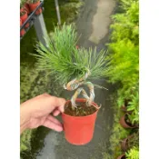 田尾玫瑰園 l 日本黑松、黑松、松樹【3.5吋盆 植物高度約20】(植物眾多歡迎聯繫客服) 田尾在地商家