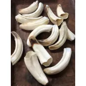 原住民飾品配件材料山豬牙-上獠牙 / 獸牙材料 / 小牙材料 / 頭飾配件 / 原住民材料 / 豬牙材料 / 胖胖牙材料