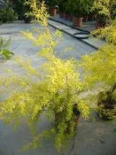 ╭＊田尾玫瑰園＊╯ 綠籬樹苗-(黃金串錢柳)-高50cm120元