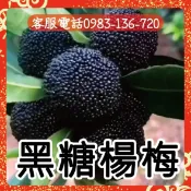 【黑糖楊梅】、【東魁楊梅】、【黑碳楊梅】嫁接苗/靠接苗 白楊梅 雪白楊梅 水晶楊梅 恆春楊梅 黑碳楊梅 樹莓 小紅
