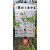 黑刺榴槤“靠接苗”。