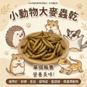 【現貨】小動物大麥蟲乾 單個賣場 麵包蟲乾 超級麵包蟲 刺蝟 倉鼠 寵物鼠 蜜袋鼯 爬蟲類 蜥蜴 鳥類 觀賞魚 兩棲爬蟲