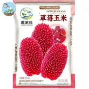 【原廠包裝】草莓小玉米種子（Strawberry Small Corn）軟糯香甜 夢幻紫紅色可食用玉米 陽台庭院可種