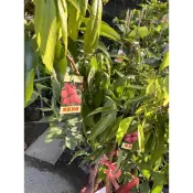 黑葉荔枝苗約80cm