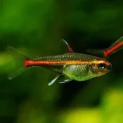紅燈魚 紅燈管魚 紅燈管 紅燈 燈魚 紅蓮燈 藍眼燈 女王燈 一眉道人 黑魔鬼 藍眼鬍子 黑燈