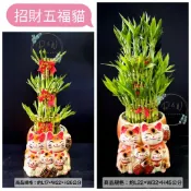 【YM D＆W】五福招財貓（中＆大）／開運竹／萬年青／招財貓／居家擺設／組合盆栽／開幕／入厝／喬遷升遷／禮物／開店祝賀