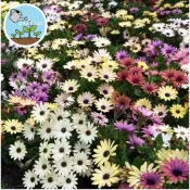 【🌼爆花機器】南非萬壽菊種子 重瓣藍目菊/非洲雛菊 四季開花 陽台盆栽首選 易種好活 花色豐富