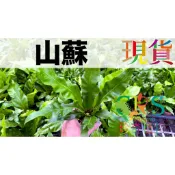 山蘇 三吋盆 觀葉 蕨類 室內栽培 簡單小品 新手入門 造景 生態瓶 鹿角蕨 ﹝珍奇植物 CarnivoRUs﹞