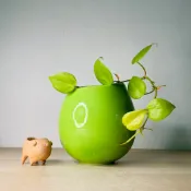 花盆王 知雨若泥 黃金葛藤蔓常春藤3吋吊盆牆面掛盆栽•蕨類窗簾蕨瀑布蘭懸掛植物陶盆花牆竹芋掛盆•壁掛盆北歐風胖胖斜口盆