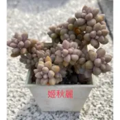 多肉植物-姬秋麗（穴盤苗不附花牌）-慈碩農場嚴選平地渡夏品種