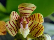 台灣原生蘭Acampe rigida 蕉蘭  (大美株~香花)又名假萬代蘭
