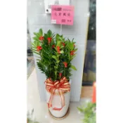 （台中市免運）小蝴蝶結款金錢樹盆栽開幕盆栽代客送花（雅漾花藝）婚喪喜慶開幕升遷新居落成節慶致賀台中花店開店招財新居落成