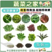 【蔬菜之家滿額免運】秋冬可栽培短期收成葉菜類種子系列一(各包裝數量詳見內文及圖片)茼蒿 萵苣 高麗菜花 芥菜 芝麻菜