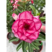 🌵沙漠玫瑰🌹(嫁接苗)-🌵【065品種名:春櫻漫舞】5吋脫盆寄出(不附盆與土)