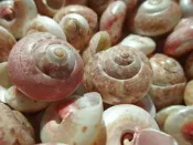 【阿草雜貨舖】-＊關島䗉螺---貝殼工藝材料 10顆50元＊- 16mm~20mm, 產地：菲律賓