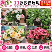 台灣現貨🌹【33款沙漠玫瑰】🌹 5吋盆/重瓣沙漠玫瑰花苗 基地直發 庭院室內外陽臺 多年生好養花卉 簡單易種 四季開花