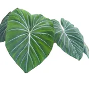 (店+)開心農元-觀葉植物- 圓柄錦緞 錦緞蔓綠絨 Philodendron gloriosum 熱門 IG 網紅 文青必備