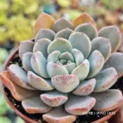粉紅佳人🌵穩根品💙蘭心花卉多肉園藝