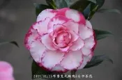 台中茶花- 布魯克氏玫瑰 -(原棵茶花)- NE13