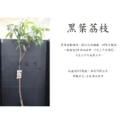 心栽花坊-黑葉荔枝/超取會斷頭/4吋/高壓苗/水果苗/荔枝品種/特價300