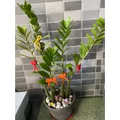 發財樹 金錢樹 苗 裸苗/株