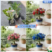 隔日達現貨🌱沙漠玫瑰苗🌱稀有品種沙漠玫瑰 重瓣沙漠玫瑰花苗 基地直發 庭院室內外陽臺 多年生好養花卉 四季開花 簡單易