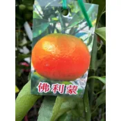 植系青屬-佛利蒙柑/佛利檬/嫁接苗/水果苗/四吋黑軟盆
