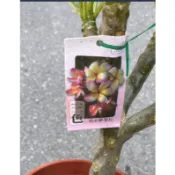一禪種苗園-有鹿角樹之稱/有香味〈三色香水雞蛋花/印度素馨〉落葉性喬木-5吋盆/花朵作迴旋覆瓦狀排列/花色豐富美麗/AN