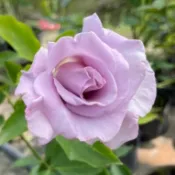 《純銀》🈶貨 ⭐️香水 🌹 玫瑰花盆栽苗 🌹 玫瑰苗 🌹 玫瑰花苗 🌹 玫瑰盆花 🌹玫瑰花🌹