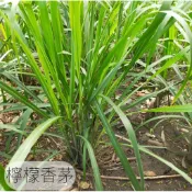 檸檬香茅苗 南洋料理必備 火鍋香料 新鮮現挖 下單現摘 快速出貨