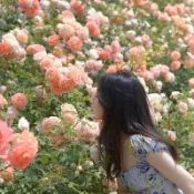 現貨 月季薔薇玫瑰種子愛情之花 薔薇玫瑰 月季花 玫瑰花種子 爬藤玫瑰爬藤植物 盆栽室內庭院 四季常青 當季花卉易種植