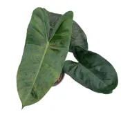 (店+)開心農元-觀葉植物- 獨角獸蔓綠絨