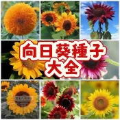 隔日達-（向日葵種子大全）當季新籽 發芽率高  花大籽多 產量高 新手易種易活室內陽臺觀賞可食用盆栽花卉