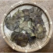 [藤森丸の柑仔店] 買10送1，印度紫檀 (藝品、種子、創作、手作材料、教學、黏貼)