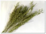 ◎花語人造花資材◎＊乾燥花卡斯比亞(情人花)-綠色＊捧花~永生花~不雕花~花束~情人節花藝教學材料
