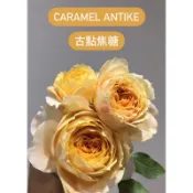 （盆栽請聊聊再下單）古典焦糖玫瑰花 盆栽 月季 保濕枝條植株苗