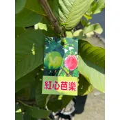 🍁香亭苑🍁 紅心芭樂 5吋盆 靠接苗 高度60-70公分 💲特價160元