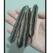 妞妞花園 翅果鐵刀木種子1份30粒30元