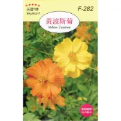 種子王國 黃波斯菊【花卉種子】天星牌 彩色包裝 原包裝種子 家庭園藝 小包裝種子