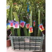 霏霏園藝   帝王紅龍果果苗的特價250元建議宅配 店到店要修剪喔