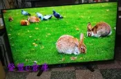 【登豐e倉庫】 兔子吃草 4K 鴻海 InFocus XT-60CP800 60吋 液晶電視