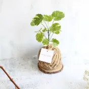 PD20黃金福祿桐小苔球 / 室內植物
