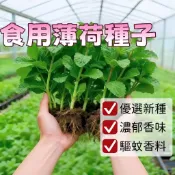 薄荷種子 綠薄荷 胡椒薄荷 香草植物 濃香驅蚊 觀賞&食用 四季可種 自種盆栽 驅蚊香草種子 泡茶料理 園藝種植