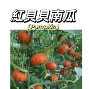 嘉義現貨（紅貝貝南瓜種子NG-2 ）紅貝貝南瓜種子~紅色迷你栗子南瓜栗子般的口感農家爬藤蔬菜種子