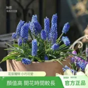 台灣現貨【 葡萄風信子 種子】多年生花卉 爆花機器 耐寒耐熱易種植 庭院盆栽地栽植物 觀賞花卉