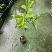 P老闆園藝~黃花風鈴木 樹苗 黑軟盆