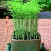 文竹種子 雲片竹籽 新娘草種子 觀葉植物 室內盆栽 淨化空氣耐陰植物 蕨類植物 綠化造景 優雅植物 多年生草本