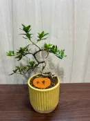 《夢花火》盆景-日本皋月杜鵑品種名（朝櫻）小品盆栽/植栽會開花了